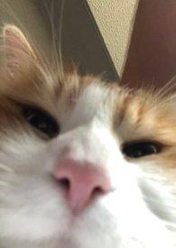 人浪中想真心告白啥意思啊